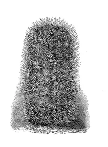 Cactus, Mamillaria chloantha, illustration from 1890