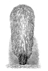 Cactus, Pilocereus senilis, illustration from 1890