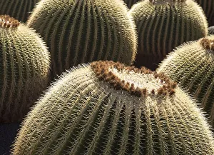 Cactus plants inside Jardin de Cactus designed by Cesar Manrique