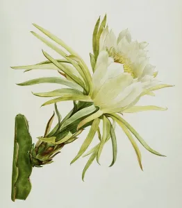 Cactus, white-fleshed pitahaya (Hylocereus undatus)