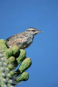 Cactus wren (Campylorhynchus brunneicapillus)