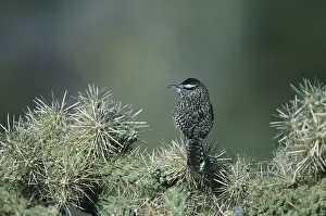 Cactus Wren (Campylorhynchus brunneicapillus)