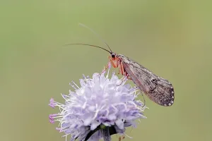 Caddis Fly and Devil's-bit Scabious (Succisa pratensis)