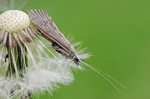 Caddis fly, Provence, South of France (Halesus)