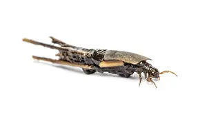 Caddisfly larva Phryganea specie in protective cases or shell