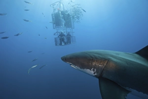 Cage diving with great white shark (Carcharodon carcharias)