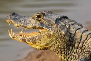 Caiman (Caimaninae), Alligator (Alligatoridae)