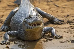 Caiman (Caimaninae), Alligator (Alligatoridae)