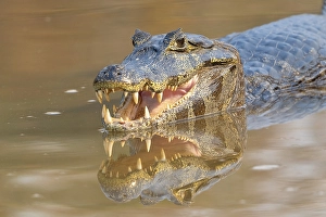 Caiman (Caimaninae), Crocodile (Alligatoridae)