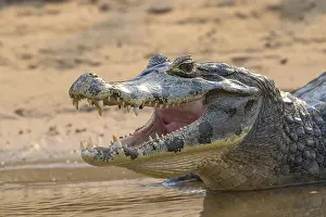 Caiman (Caimaninae), Crocodile (Alligatoridae)