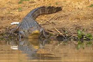 Caiman (Caimaninae), Crocodile (Alligatoridae)