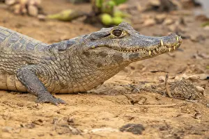 Caiman (Caimaninae), Crocodile (Alligatoridae)