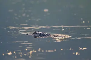 A caiman floats quietly on the surface of the water