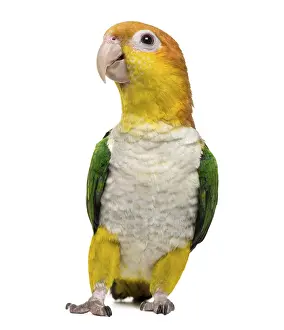 Caique standing, 6 months old