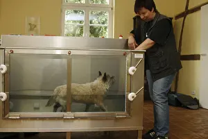 Cairn Terrier gets physiotherapy