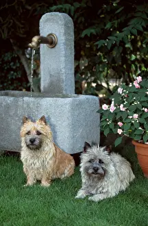 Cairn Terrier, red and wheaten