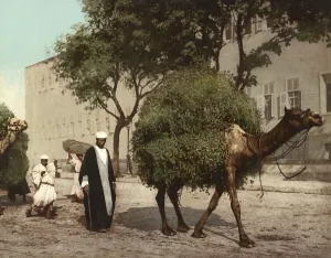 Cairo, Fellahs transporting fodder to town