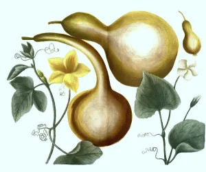 Calabash (Lagenaria siceraria) and calabash