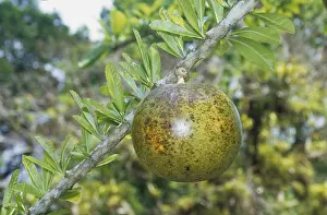 Calabash tree (Crescentia alata)