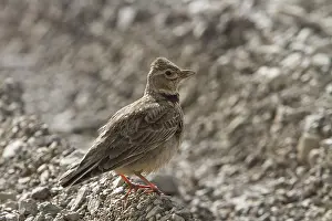 Calandra Lark, Calandra Larks, songbirds