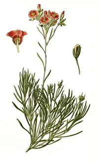 Calandrinia umbellata, rock purslane