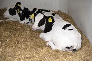 Calf