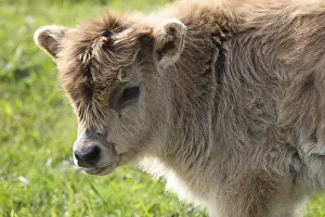 Calf of a copy breed of the aurochs from a Heck cow (Bos taurus (Bos primigenius)