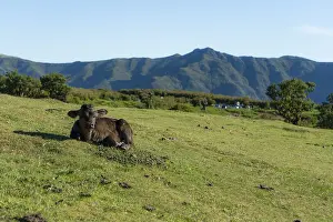 Calf in Fanal Forest Laying on Green Meadow