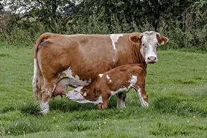 Calf Feeding From Cow Berkshire UK