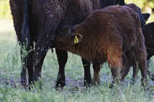 Calf of a Galloway cow in a meadow