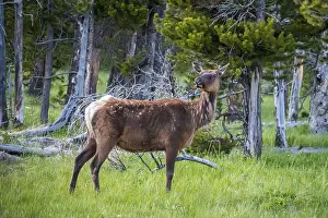 A calf roaming around the green pasture of the preserve national forest
