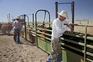 Calf vaccination on the Bohart Ranch