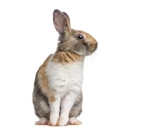 Calico pet rabbit sitting on a plain white background looking to the right