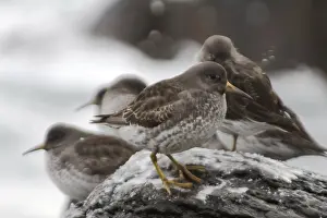 Calidris ptilocnemis qutra. Flight