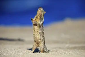 California Ground Squirrel (Citellus beecheyi)
