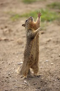 California Ground Squirrel (Citellus beecheyi)