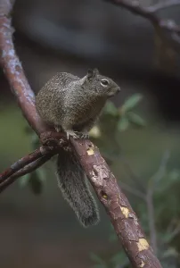 California Ground Squirrel (Spermophilus beecheyi) on branch