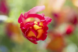California poppy (Eschscholzia californica) in bloom