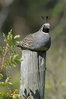 California Quail, male, British Columbia