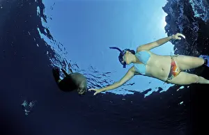 California sea lion and snorkeller
