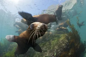 California sea lions (Zalophus californianus)