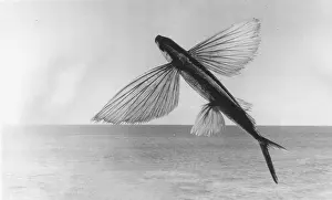 The Californian flying fish (Cheilopogon pinnatibarbatus californicus)