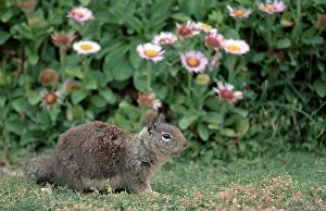 Californian Ground Squirrel, Beechey's