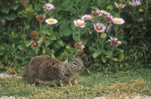 Californian Ground Squirrel (Citellus beecheyi)