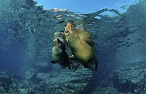 Californian Sea Lions, Sea of Cortez