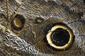 Caligo eurilochus
