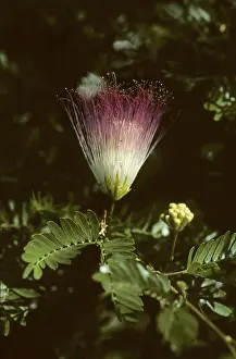 Calliandra flower (Calliandra haematocephala)