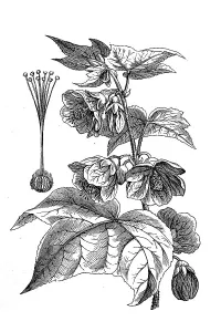 Callianthe darwinii, Abutilon darwinii