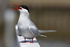 Calling Arctic Arctic Tern (Sterna paradisaea)