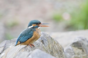 Calling female Kingfisher (Alcedo atthis) on stone